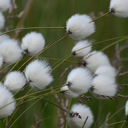 Narrow-leaved cotton-grass